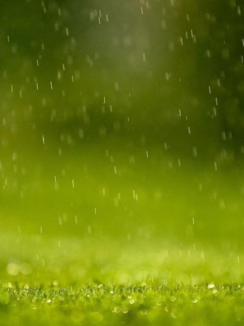 Das Water Drops And Green Grass Wallpaper 480x640