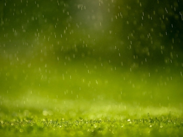 Sfondi Water Drops And Green Grass 640x480