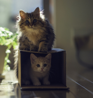 Two Kittens - Obrázkek zdarma pro iPad mini