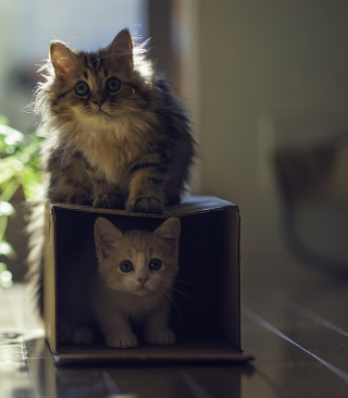 Two Kittens - Obrázkek zdarma pro Nokia C6