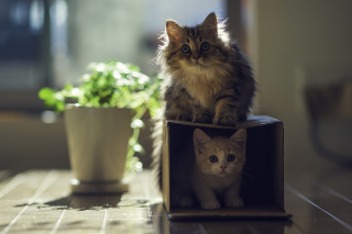 Two Kittens - Obrázkek zdarma pro 800x600