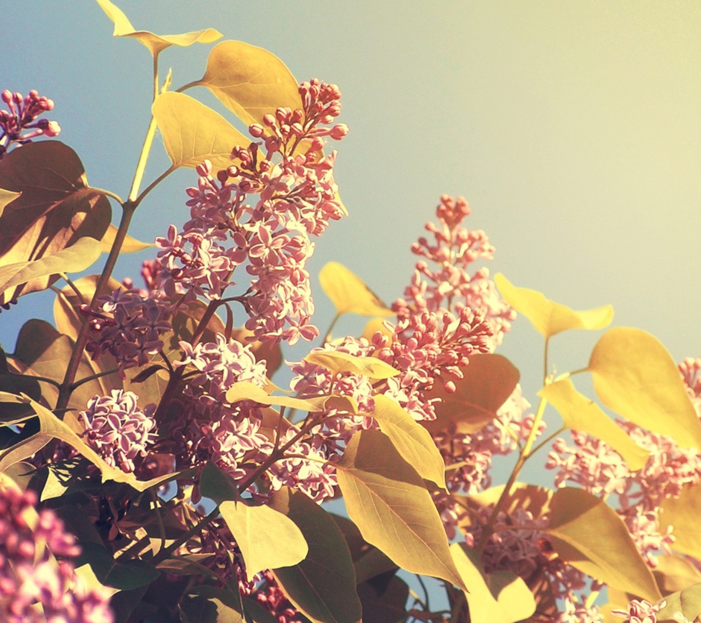 Screenshot №1 pro téma Spring Lilac 1440x1280