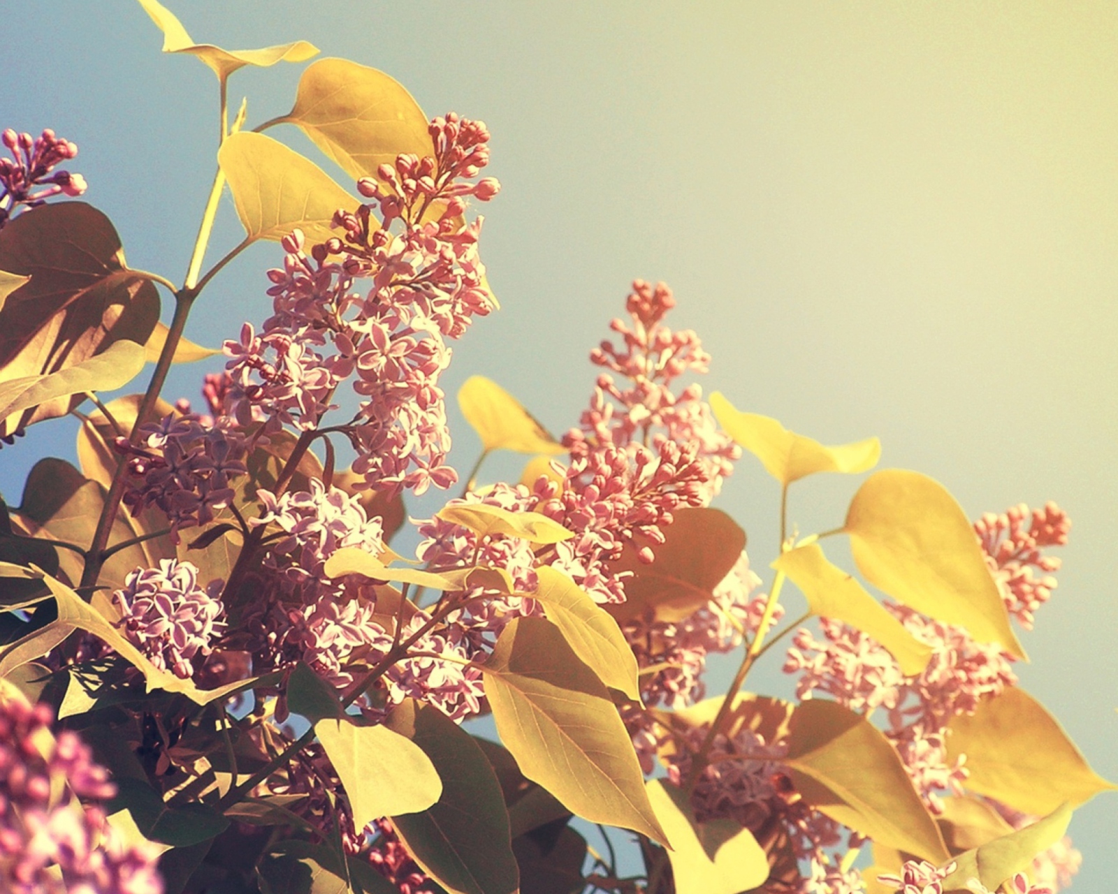 Sfondi Spring Lilac 1600x1280