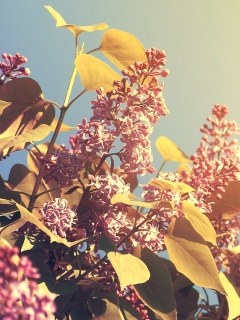Das Spring Lilac Wallpaper 240x320