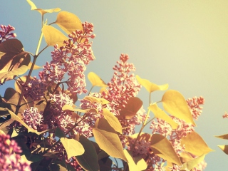 Screenshot №1 pro téma Spring Lilac 320x240