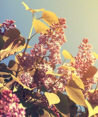 Spring Lilac - Obrázkek zdarma pro 320x480