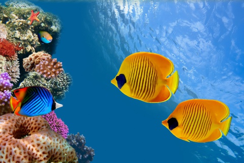 Das Maldives Coral Colony Wallpaper 480x320