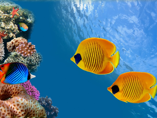 Fondo de pantalla Maldives Coral Colony 640x480