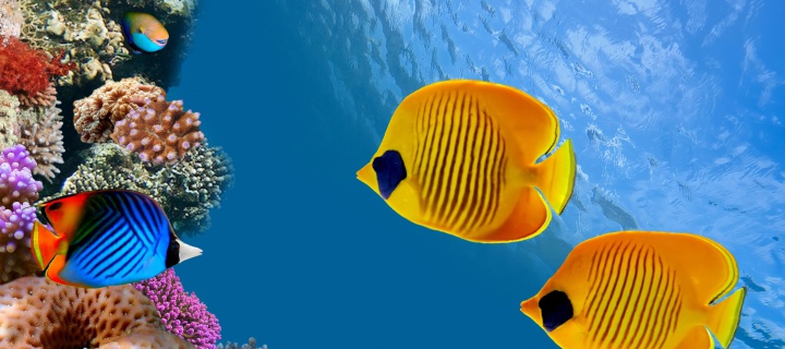 Das Maldives Coral Colony Wallpaper 720x320