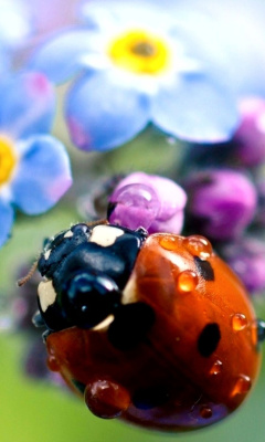 Das Lady Bird Macro Wallpaper 240x400