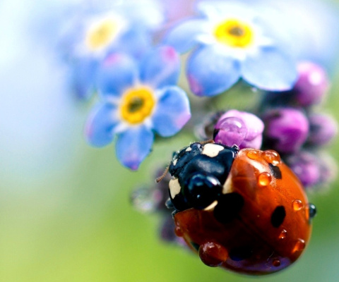 Das Lady Bird Macro Wallpaper 480x400