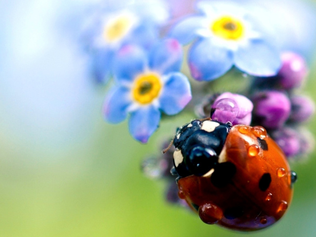 Lady Bird Macro wallpaper 640x480