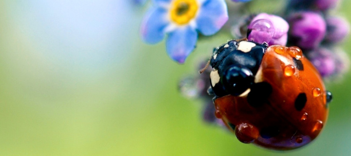 Fondo de pantalla Lady Bird Macro 720x320