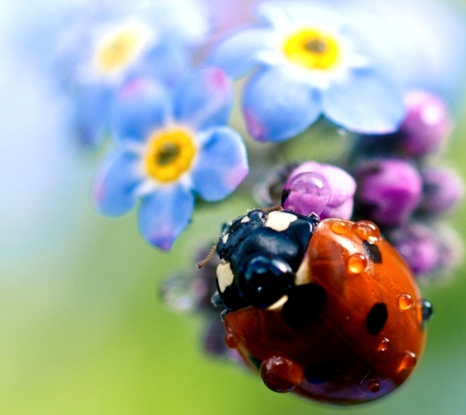 Das Lady Bird Macro Wallpaper 960x854