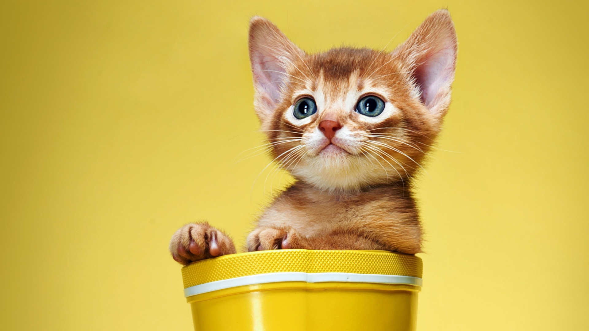 Screenshot №1 pro téma Little Kitten In Yellow Cup 1920x1080