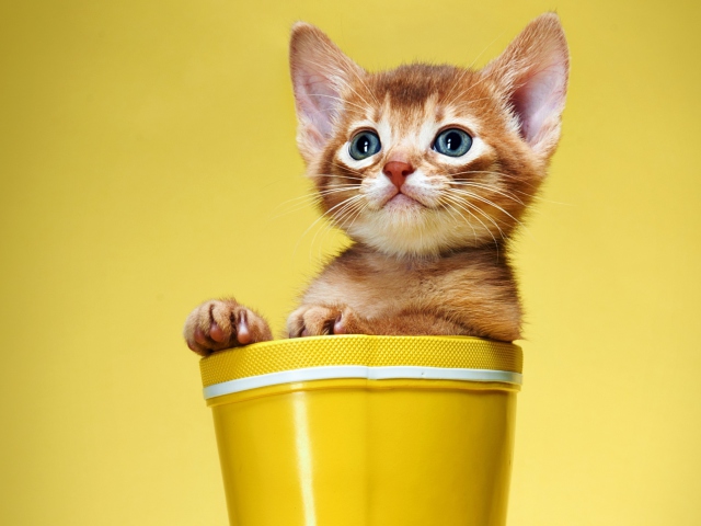 Обои Little Kitten In Yellow Cup 640x480
