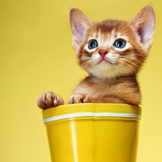 Little Kitten In Yellow Cup - Obrázkek zdarma pro 208x208