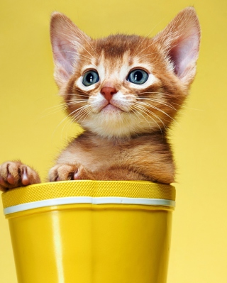 Little Kitten In Yellow Cup - Fondos de pantalla gratis para Nokia 5530 XpressMusic