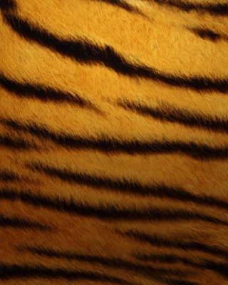 Tiger Skin papel de parede para celular para 176x220