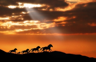 Horses Running Free - Obrázkek zdarma pro 220x176