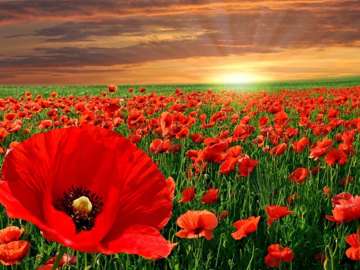 Screenshot №1 pro téma Poppies Field 1152x864