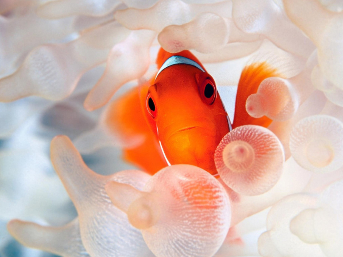 Orange Clownfish screenshot #1 1152x864