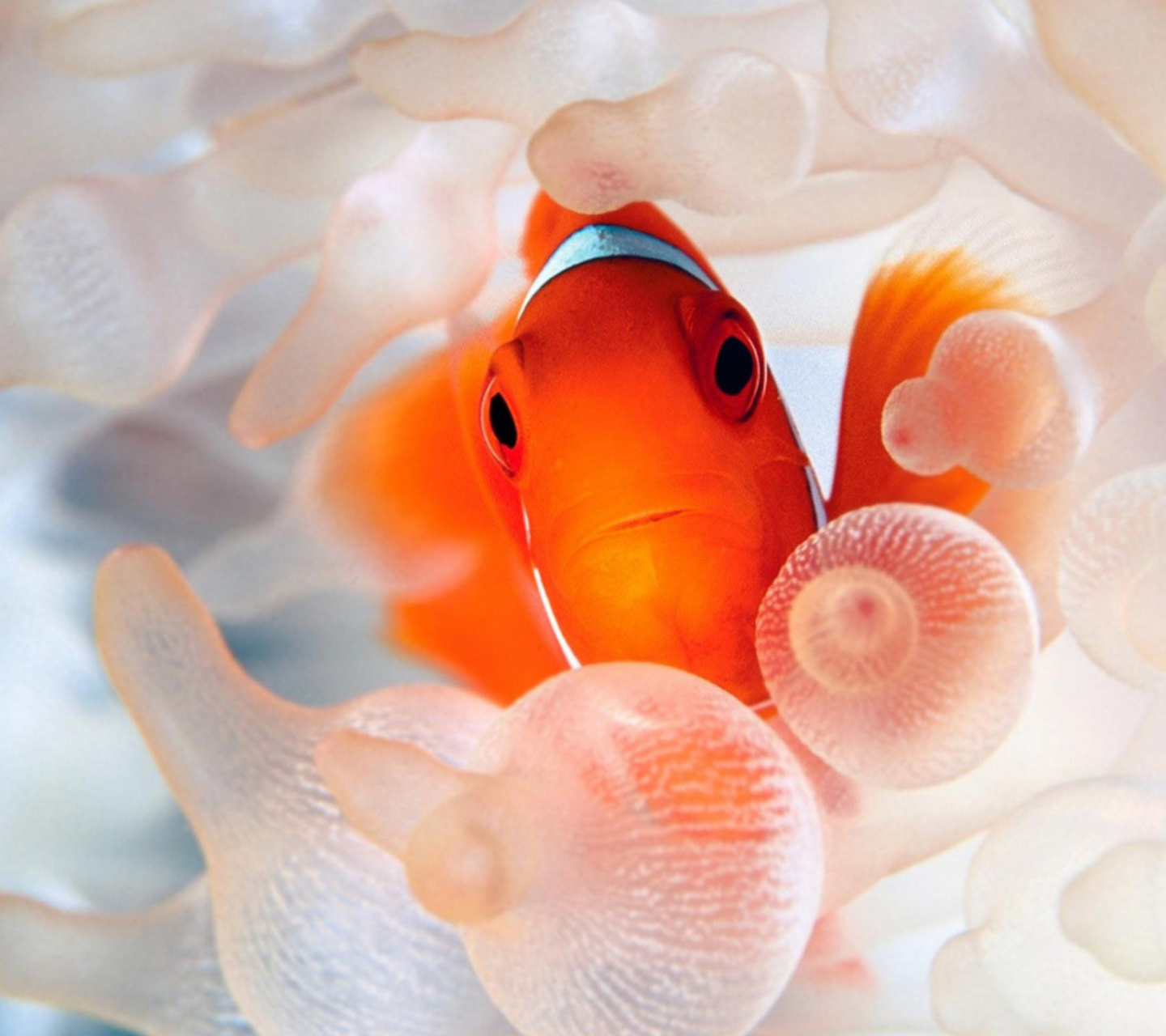 Orange Clownfish wallpaper 1440x1280