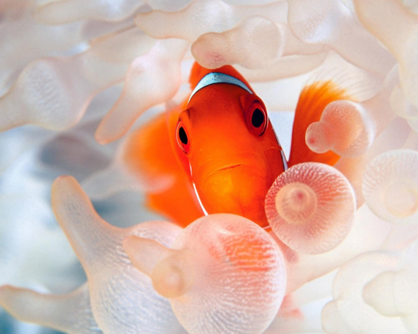 Sfondi Orange Clownfish 1600x1280