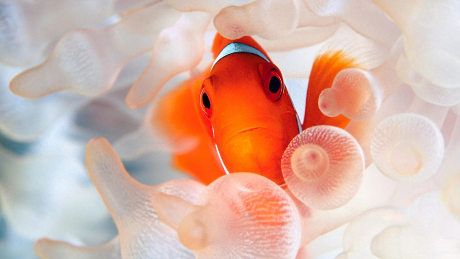 Обои Orange Clownfish 1600x900