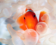 Fondo de pantalla Orange Clownfish 220x176