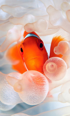 Das Orange Clownfish Wallpaper 240x400
