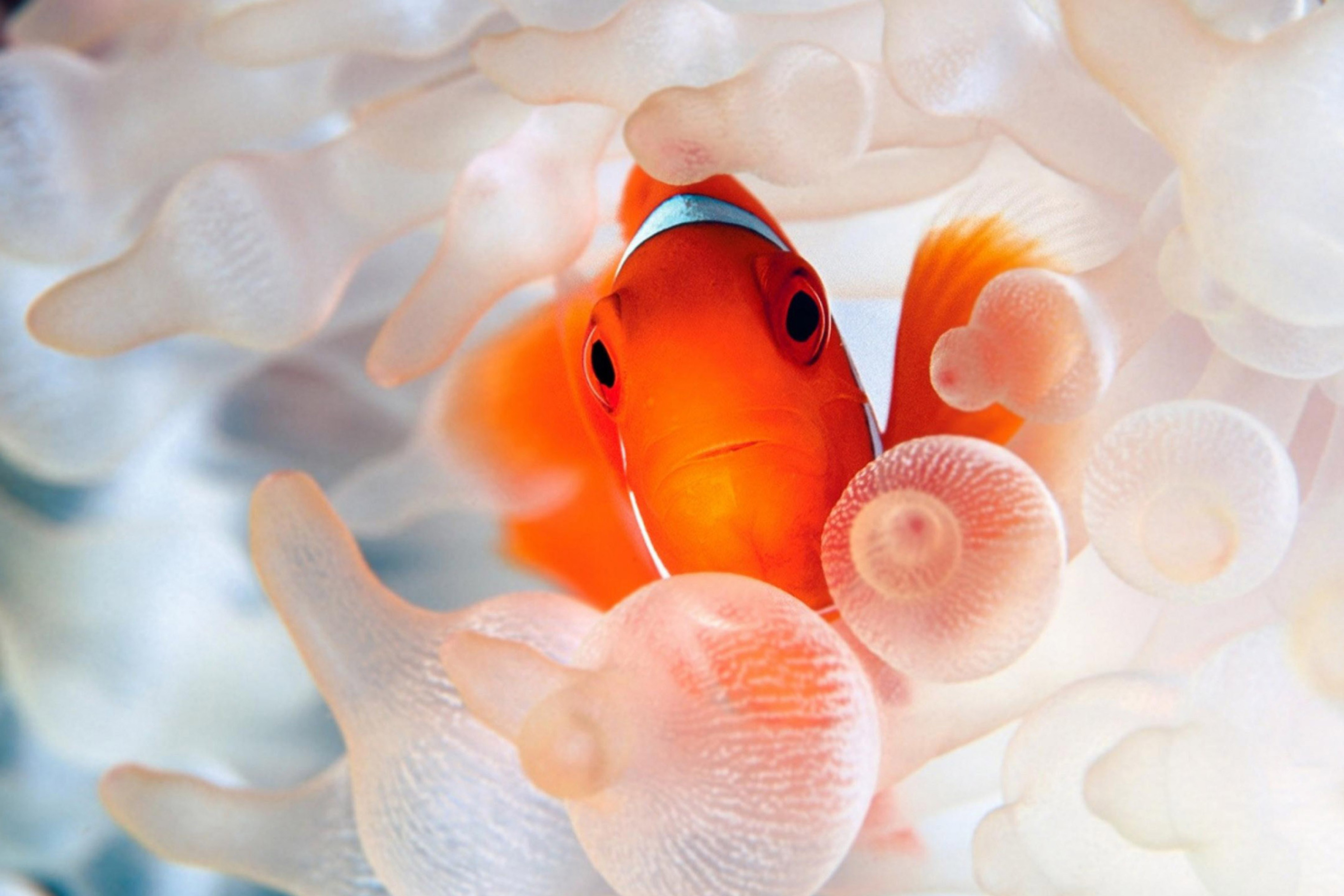 Sfondi Orange Clownfish 2880x1920
