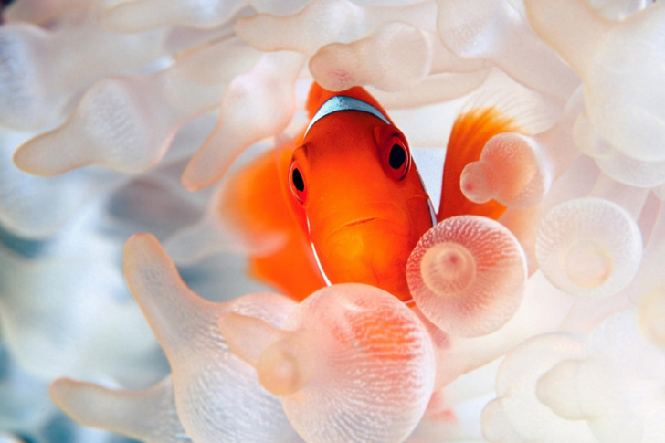 Sfondi Orange Clownfish
