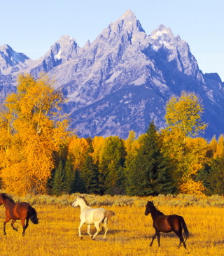 Horses Running Free - Obrázkek zdarma pro 640x960