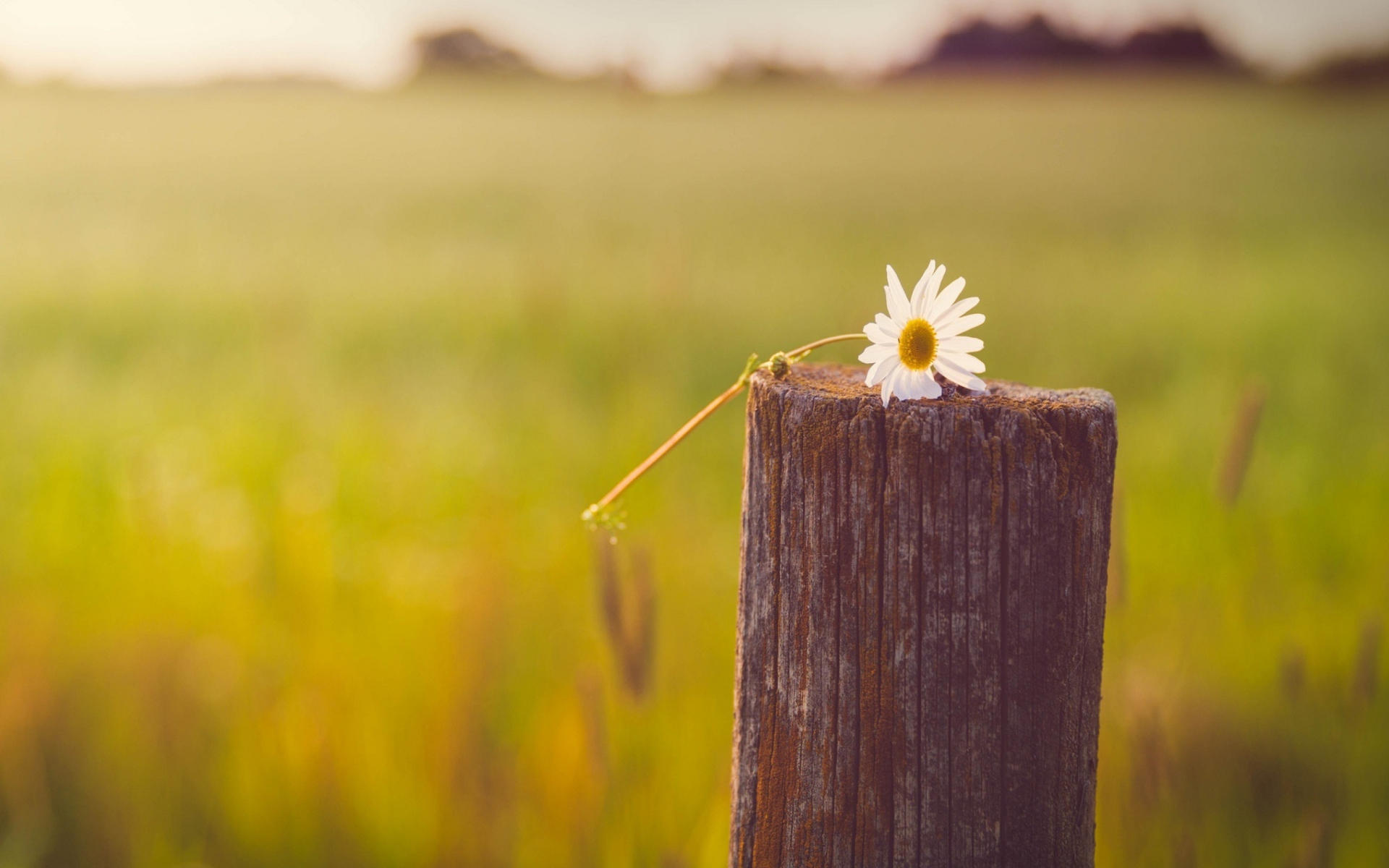 Screenshot №1 pro téma Lonely Daisy On Stump 1920x1200