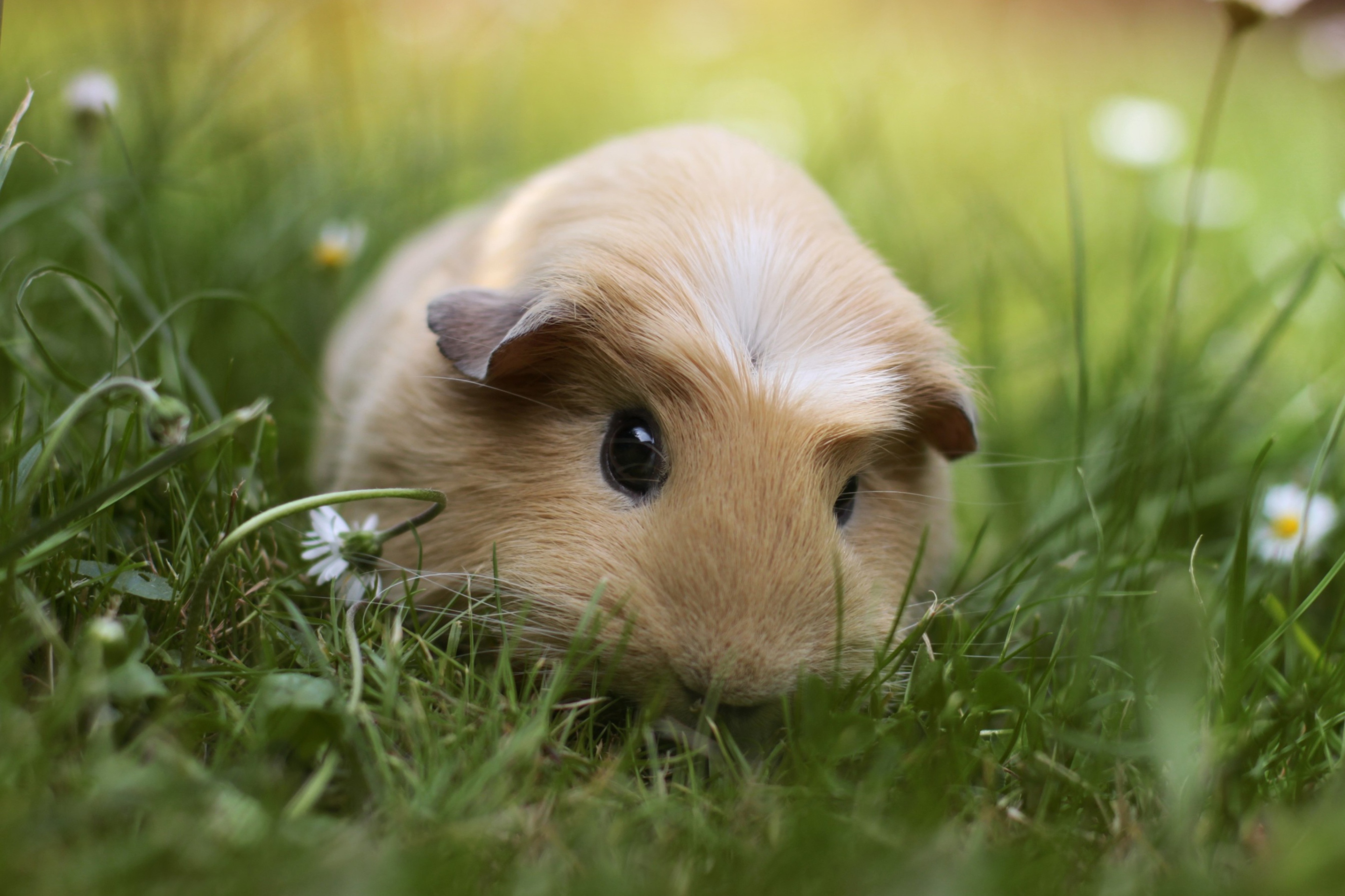 Обои Guinea Pig 2880x1920