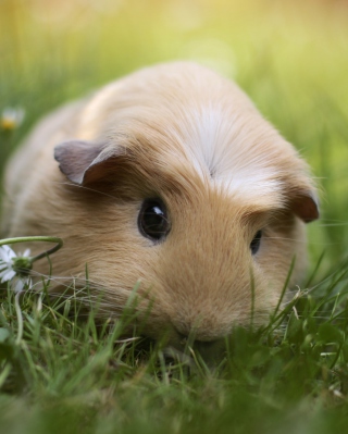 Guinea Pig - Obrázkek zdarma pro Nokia Asha 306