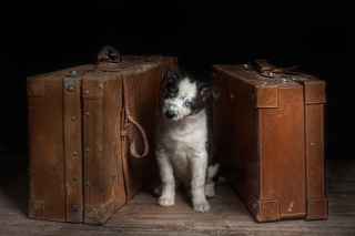 Dog Waiting For Owner - Obrázkek zdarma pro HTC Desire