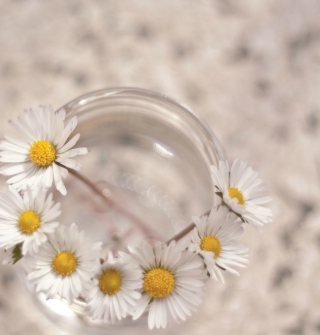 Little Daisies In Vase sfondi gratuiti per iPad 3