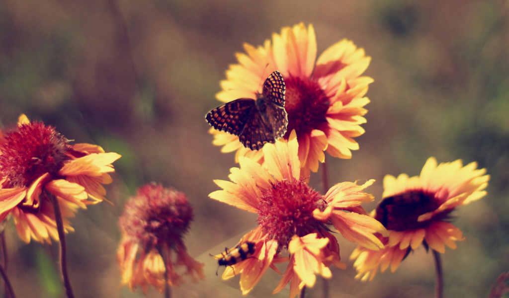 Marigold Flowers screenshot #1 1024x600