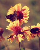 Marigold Flowers screenshot #1 128x160