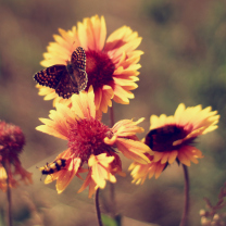 Marigold Flowers wallpaper 208x208