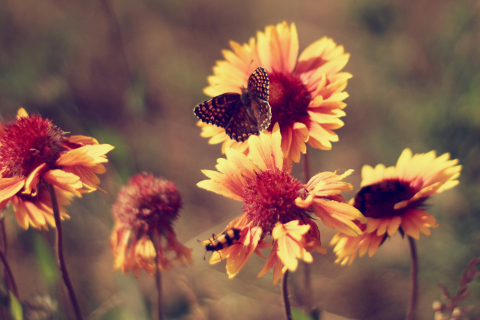 Marigold Flowers wallpaper 480x320