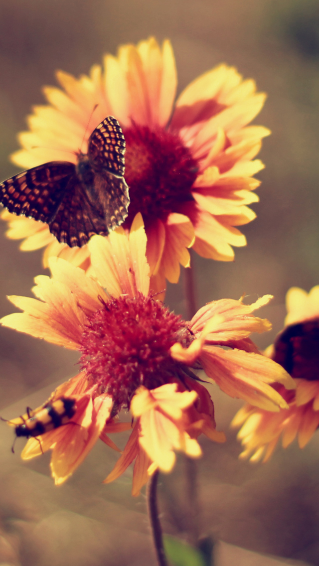 Marigold Flowers screenshot #1 640x1136