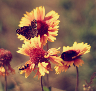 Marigold Flowers Wallpaper for iPad mini 2