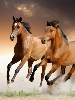 Fondo de pantalla Horse 240x320