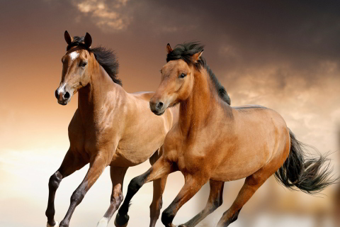Horse screenshot #1 480x320