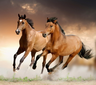 Horse sfondi gratuiti per iPad Air
