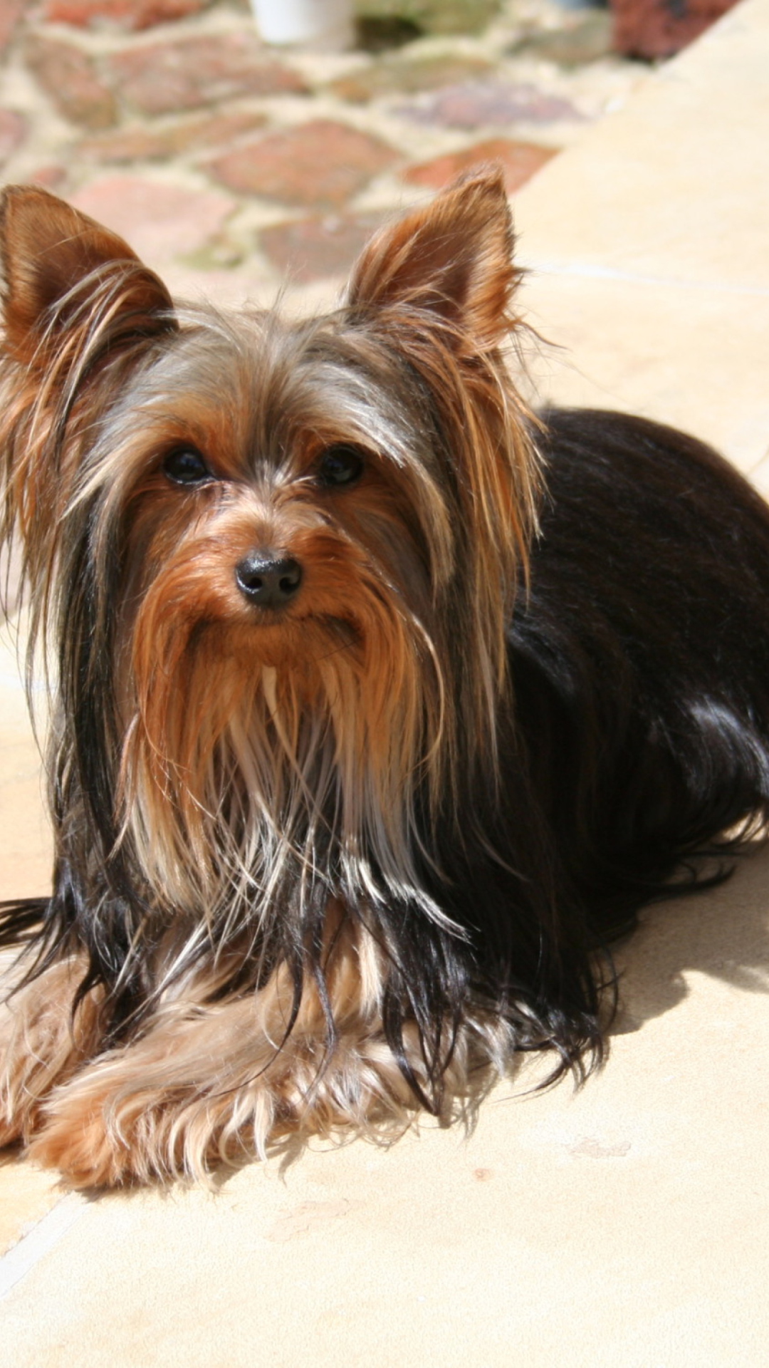 Yorkshire Terrier screenshot #1 1080x1920