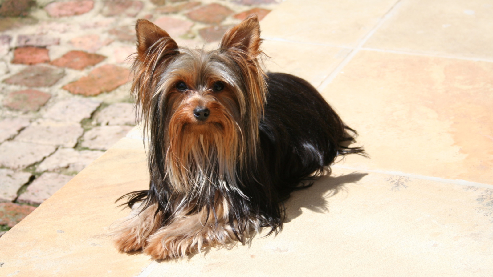 Обои Yorkshire Terrier 1600x900